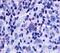 G Protein-Coupled Receptor 65 antibody, MBS243189, MyBioSource, Immunohistochemistry paraffin image 