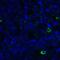 TNF Superfamily Member 14 antibody, RF16064, ProSci, Immunofluorescence image 