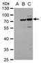 Dengue virus antibody, GTX629477, GeneTex, Western Blot image 