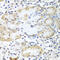 Guided Entry Of Tail-Anchored Proteins Factor 3, ATPase antibody, 19-144, ProSci, Immunohistochemistry paraffin image 