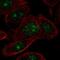 Zinc Finger Protein 692 antibody, PA5-66533, Invitrogen Antibodies, Immunofluorescence image 