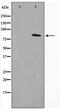 Von Willebrand Factor A Domain Containing 5A antibody, TA347516, Origene, Western Blot image 