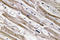 Keratin 13 antibody, LS-C291692, Lifespan Biosciences, Immunohistochemistry paraffin image 