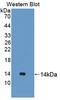 Ubiquilin 2 antibody, LS-B16366, Lifespan Biosciences, Western Blot image 