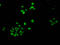 Histone H1.5 antibody, LS-C673226, Lifespan Biosciences, Immunofluorescence image 