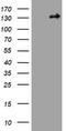 TSC Complex Subunit 1 antibody, LS-C175719, Lifespan Biosciences, Western Blot image 