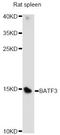 Basic Leucine Zipper ATF-Like Transcription Factor 3 antibody, A14906, ABclonal Technology, Western Blot image 