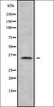 Olfactory Receptor Family 5 Subfamily AP Member 2 antibody, orb378360, Biorbyt, Western Blot image 