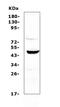 Cellular Communication Network Factor 3 antibody, A06319-1, Boster Biological Technology, Western Blot image 