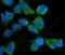 Eukaryotic Translation Initiation Factor 2 Alpha Kinase 2 antibody, PB9803, Boster Biological Technology, Immunofluorescence image 