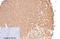 CD16 antibody, M01408, Boster Biological Technology, Immunohistochemistry frozen image 