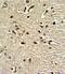 Paired Box 4 antibody, PA5-13649, Invitrogen Antibodies, Immunohistochemistry paraffin image 