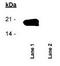 Baculoviral IAP Repeat Containing 5 antibody, TA301426, Origene, Western Blot image 