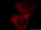 GPRIN Family Member 3 antibody, 20212-1-AP, Proteintech Group, Immunofluorescence image 