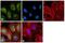 VRK Serine/Threonine Kinase 1 antibody, MA1-828, Invitrogen Antibodies, Immunofluorescence image 