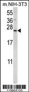 Sorting Nexin 24 antibody, 55-923, ProSci, Western Blot image 