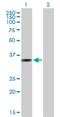 Alport Syndrome, Mental Retardation, Midface Hypoplasia And Elliptocytosis Chromosomal Region Gene 1 antibody, H00009949-B01P, Novus Biologicals, Western Blot image 