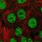 Zinc Finger Protein 335 antibody, HPA063999, Atlas Antibodies, Immunofluorescence image 