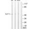 Kruppel Like Factor 11 antibody, A04277, Boster Biological Technology, Western Blot image 