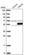 TRNA Methyltransferase 5 antibody, PA5-51488, Invitrogen Antibodies, Western Blot image 