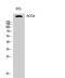 Acetyl-CoA Carboxylase Alpha antibody, STJ91439, St John