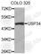 Ubiquitin Specific Peptidase 34 antibody, A3661, ABclonal Technology, Western Blot image 