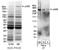 Histone acetyltransferase p300 antibody, ab10485, Abcam, Immunoprecipitation image 