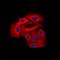 Arylsulfatase D antibody, orb216023, Biorbyt, Immunofluorescence image 