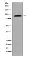 Heat Shock Protein 90 Alpha Family Class A Member 1 antibody, M01103-2, Boster Biological Technology, Western Blot image 