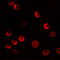 CASK Interacting Protein 2 antibody, 6663, ProSci, Immunofluorescence image 