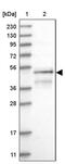 RUN And SH3 Domain Containing 1 antibody, PA5-56298, Invitrogen Antibodies, Western Blot image 