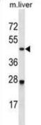 Cyclin Dependent Kinase 2 antibody, abx028634, Abbexa, Western Blot image 