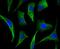Chromosome Segregation 1 Like antibody, NBP2-75451, Novus Biologicals, Immunofluorescence image 
