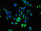 Small Nuclear Ribonucleoprotein D1 Polypeptide antibody, CSB-PA022332LA01HU, Cusabio, Immunofluorescence image 