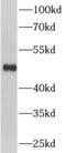 Adrenoceptor Alpha 1B antibody, FNab00178, FineTest, Western Blot image 