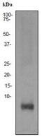 Glucagon antibody, ab92502, Abcam, Western Blot image 