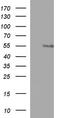 Ankyrin repeat and MYND domain-containing protein 2 antibody, TA507328, Origene, Western Blot image 