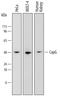 Capping Actin Protein, Gelsolin Like antibody, AF7177, R&D Systems, Western Blot image 