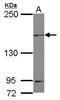 Misshapen Like Kinase 1 antibody, PA5-28655, Invitrogen Antibodies, Western Blot image 