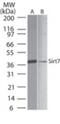 Sirtuin 7 antibody, NB100-56364, Novus Biologicals, Western Blot image 