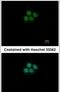 Cleavage And Polyadenylation Specific Factor 3 antibody, PA5-30630, Invitrogen Antibodies, Immunofluorescence image 