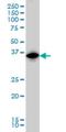 Interferon Regulatory Factor 1 antibody, H00003659-M01, Novus Biologicals, Western Blot image 