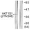 AKT1 Substrate 1 antibody, LS-C198616, Lifespan Biosciences, Western Blot image 