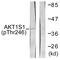 PRAS40 antibody, LS-C198616, Lifespan Biosciences, Western Blot image 