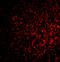 Fas Associated Factor 1 antibody, A03842, Boster Biological Technology, Immunofluorescence image 