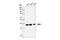 Cyclin Dependent Kinase 6 antibody, 13331S, Cell Signaling Technology, Western Blot image 