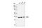 Cyclin-dependent kinase 6 antibody, 13331S, Cell Signaling Technology, Western Blot image 