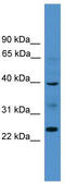 Butyrophilin Like 8 antibody, TA338685, Origene, Western Blot image 
