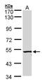 Activin A Receptor Like Type 1 antibody, LS-B4067, Lifespan Biosciences, Western Blot image 