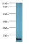 C-C Motif Chemokine Ligand 11 antibody, MBS1498799, MyBioSource, Western Blot image 